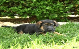 German Shepherd dogs for sale: Mindy - Image 1
