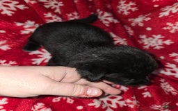 Chihuahua dogs for sale: Black Girl 1 - Image 2
