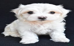 Maltese dogs for sale: River - Image 1