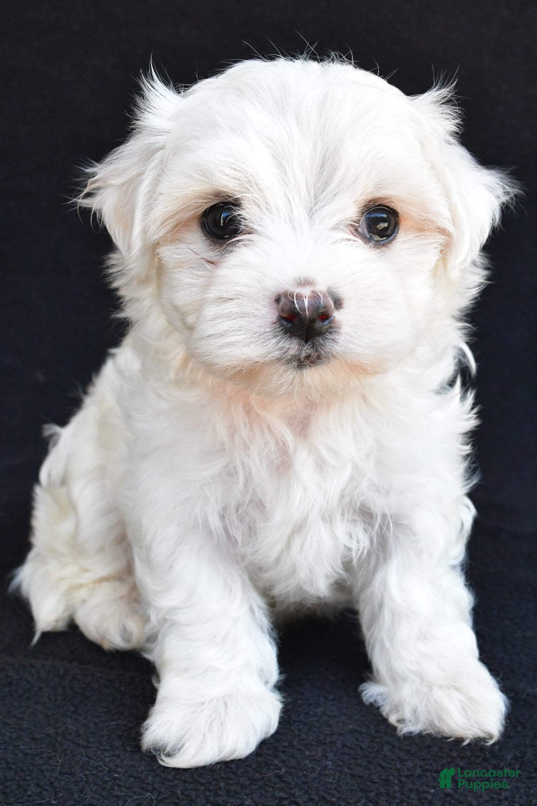 Maltese dogs for sale: River - Image 1