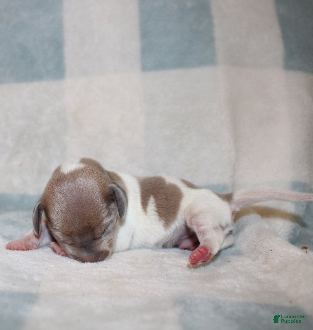 Miniature Dachshund dogs for sale: Maverick - Image 2