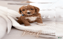Mini Goldendoodle dogs for sale: Reef - Image 5