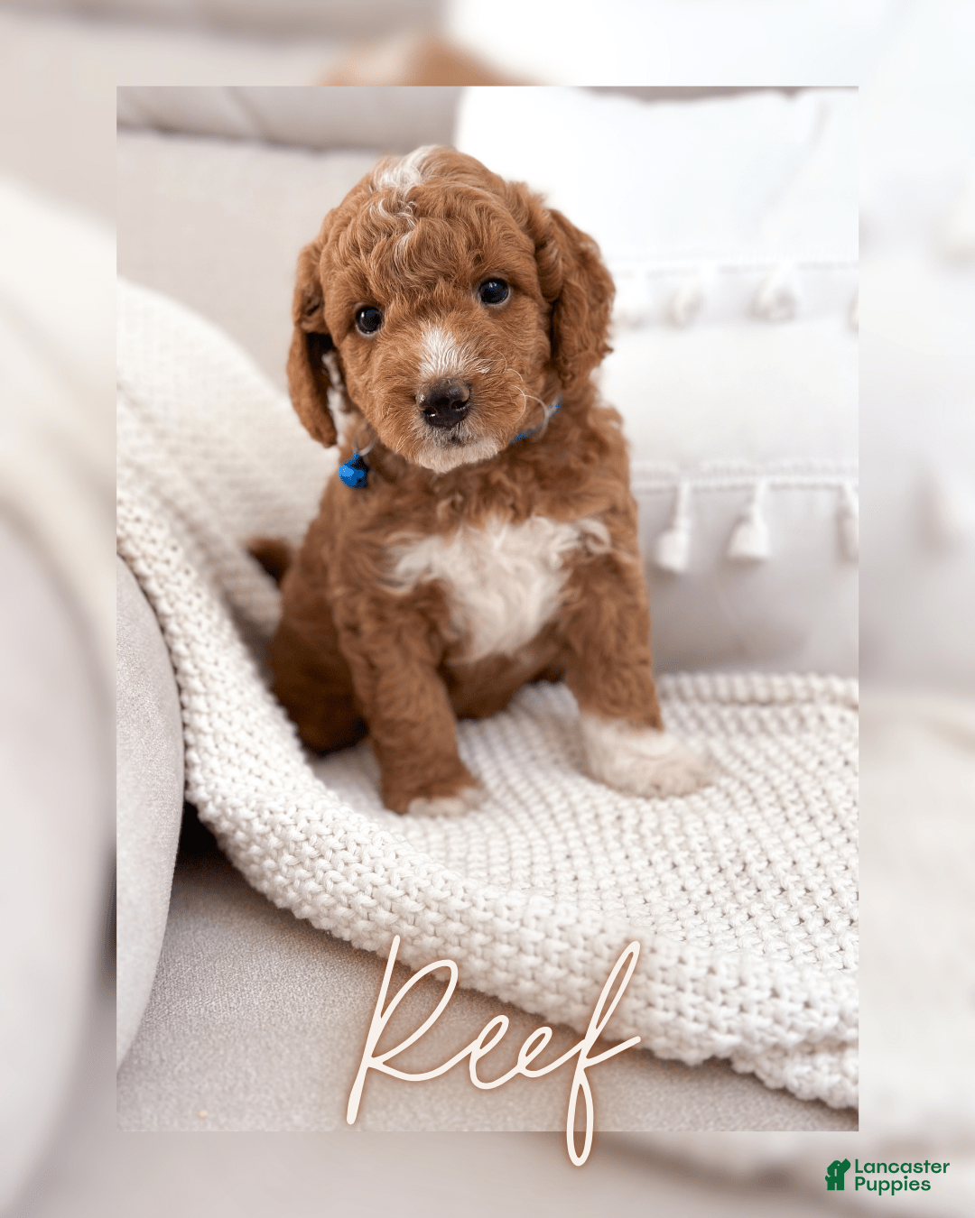 Mini Goldendoodle dogs for sale: Reef - Image 5