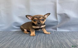 Chihuahua dogs for sale: Reggie - Image 5