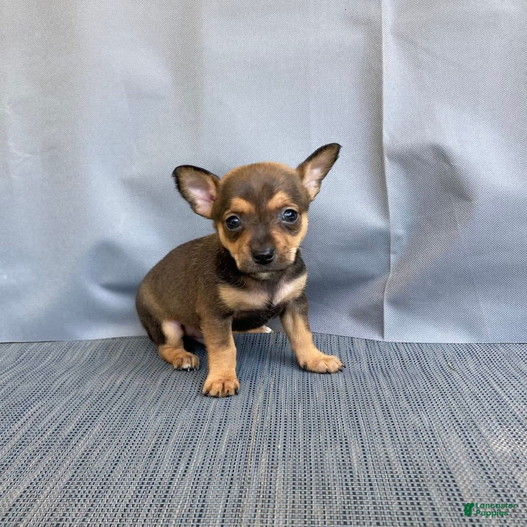 Chihuahua dogs for sale: Reggie - Image 5