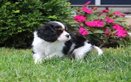 Cavalier King Charles Spaniel dogs for sale: Amigo - Image 5