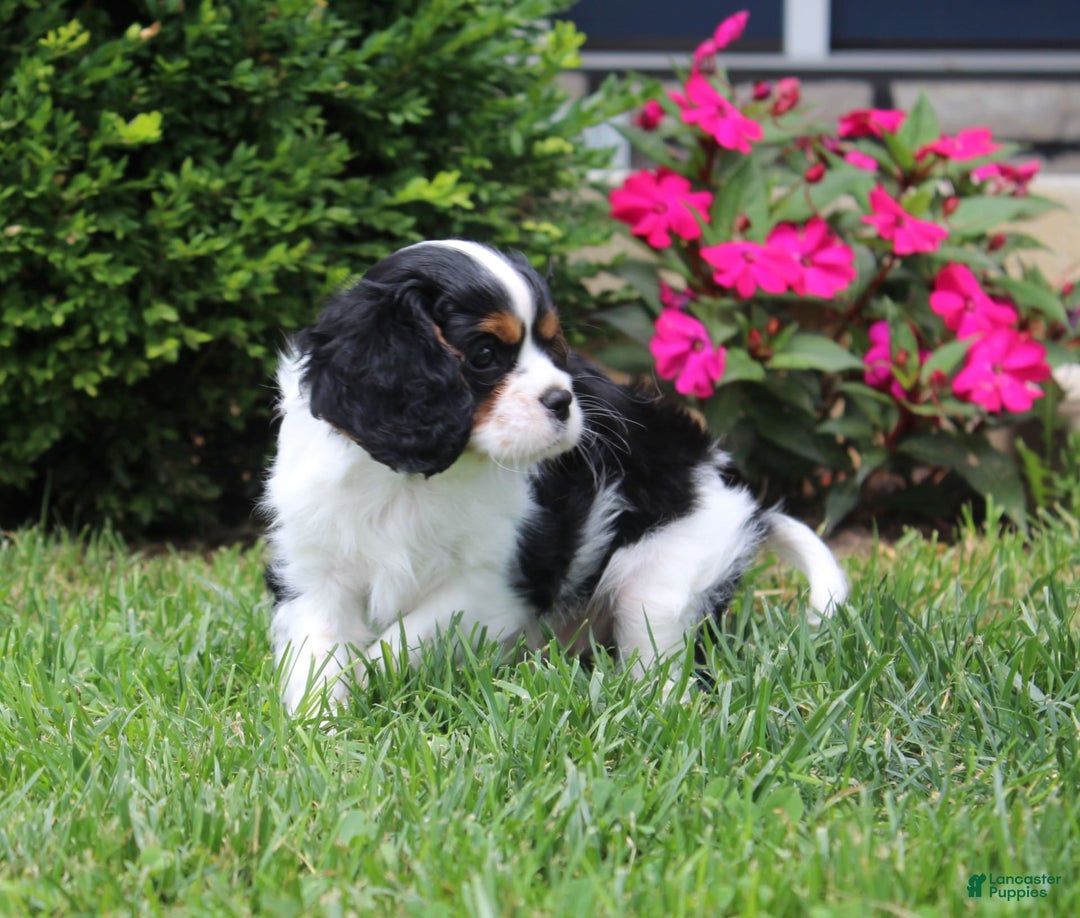 Cavalier King Charles Spaniel dogs for sale: Amigo - Image 5