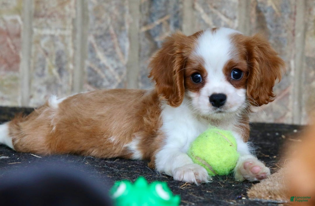 Cavalier King Charles Spaniel dogs for sale: Loki - Image 12