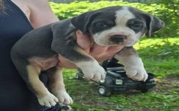 Olde English Bulldogge dogs for sale: Daisy - Image 3