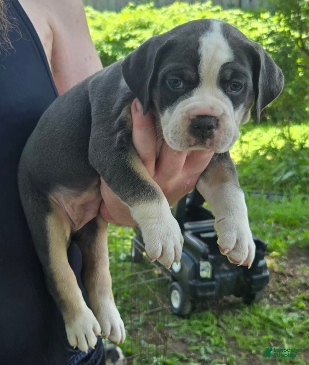 Olde English Bulldogge dogs for sale: Daisy - Image 3