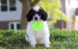 Miniature Poodle dogs for sale: Oreo - Image 11