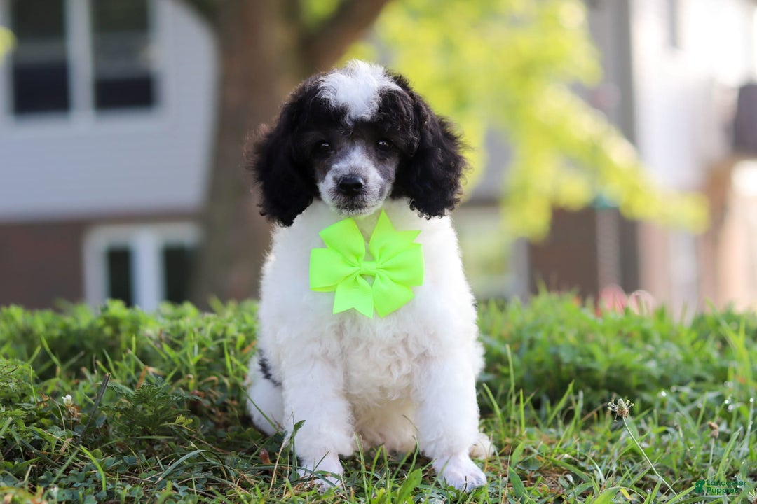 Miniature Poodle dogs for sale: Oreo - Image 11