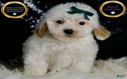 Maltipoo dogs for sale: Russel - Image 1