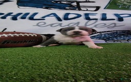 American Bully dogs for sale: Nova - Image 9