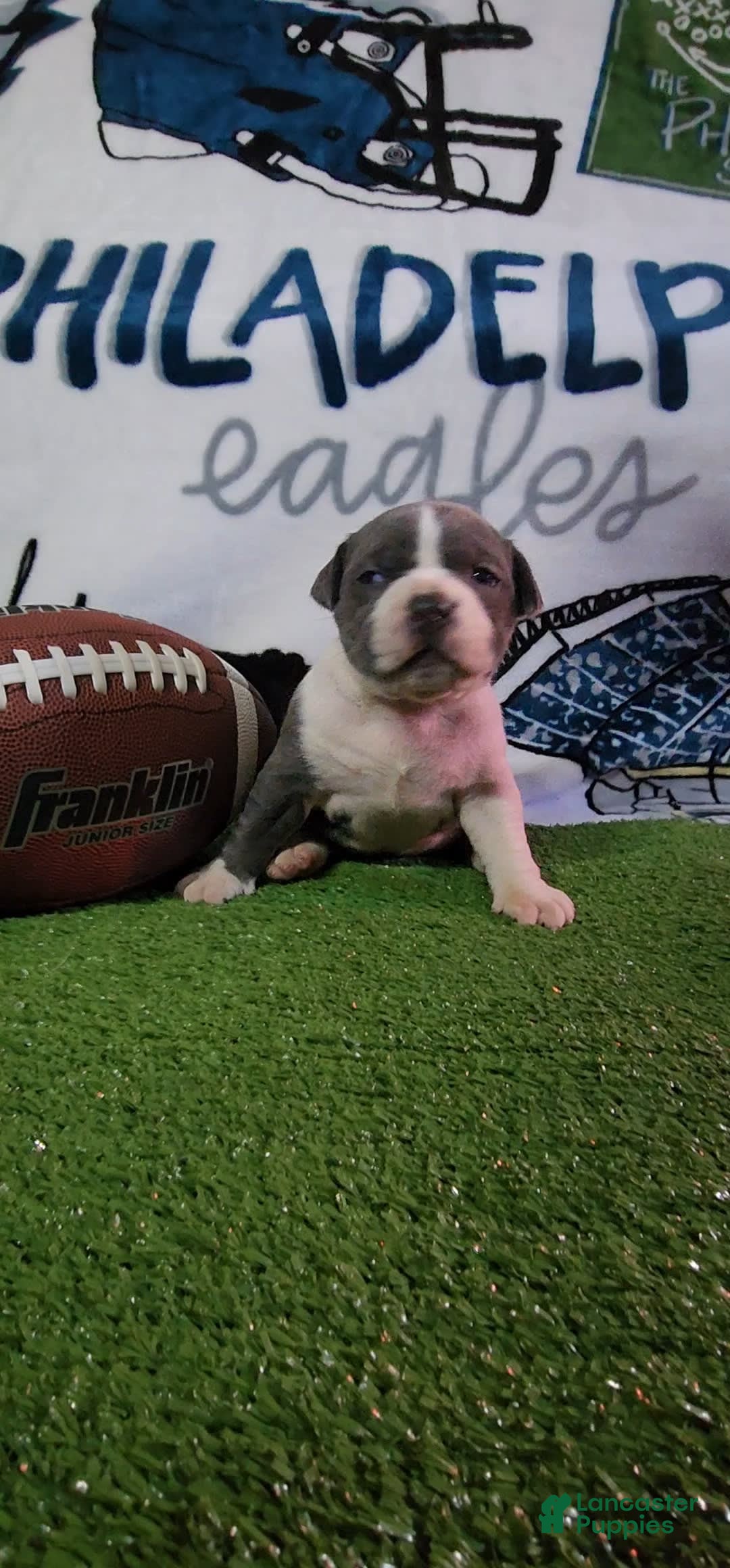 American Bully dogs for sale: Nova - Image 9