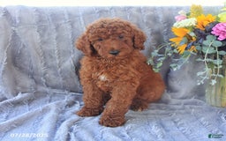 Mini Goldendoodle dogs for sale: Ursa - Image 3
