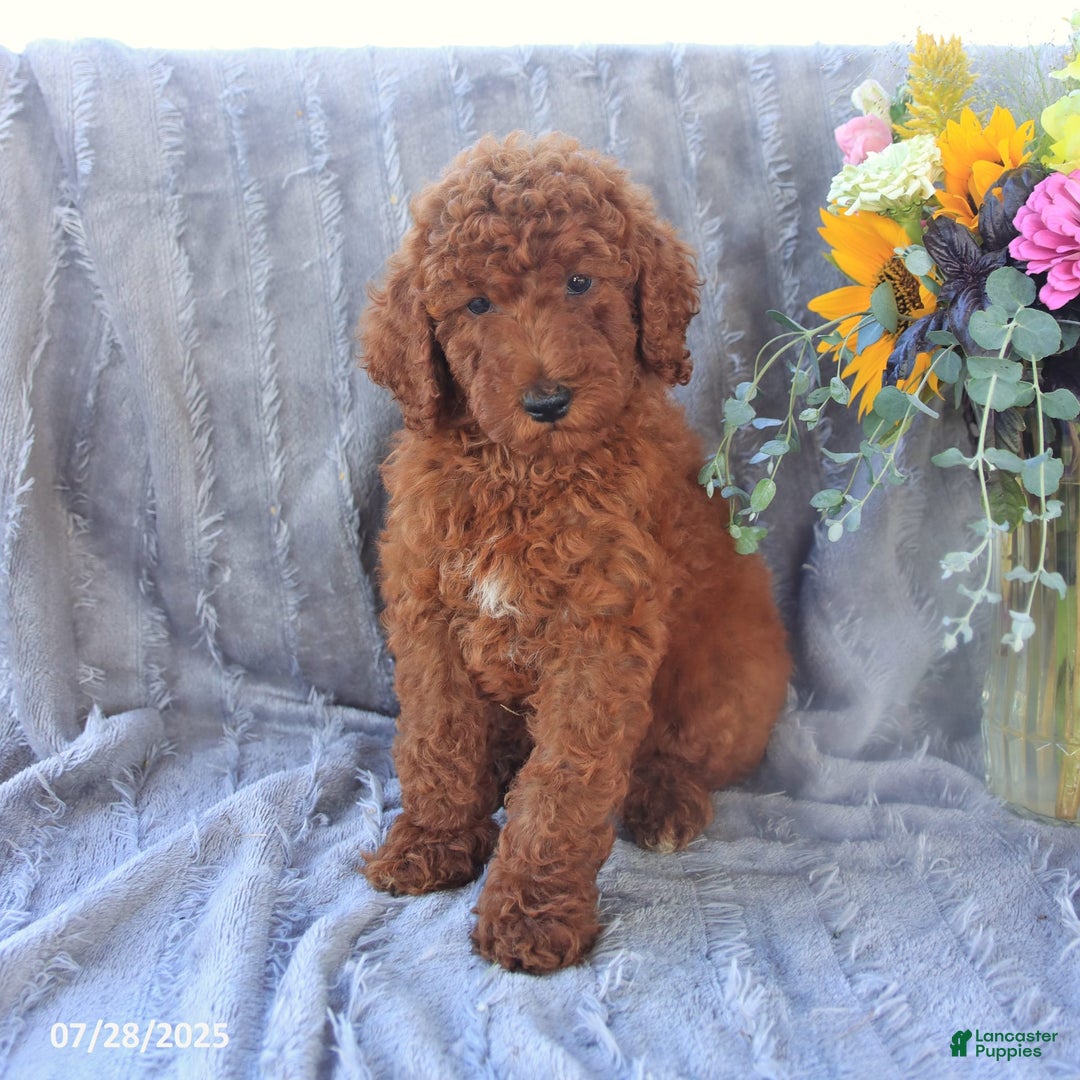 Mini Goldendoodle dogs for sale: Ursa - Image 3