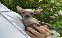 Chihuahua dogs for sale: Splinter - Image 2