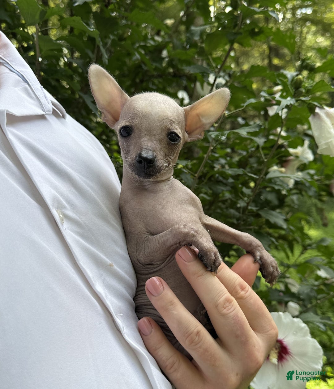 Chihuahua dogs for sale: Splinter - Image 2