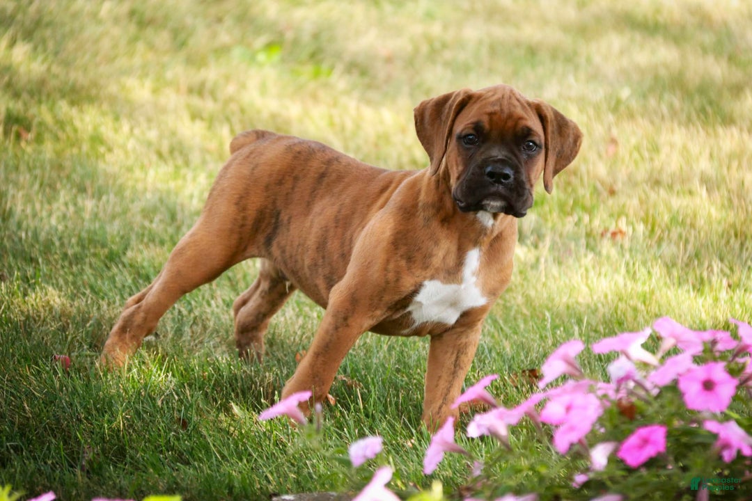 Boxer dogs for sale: Crew - Image 1