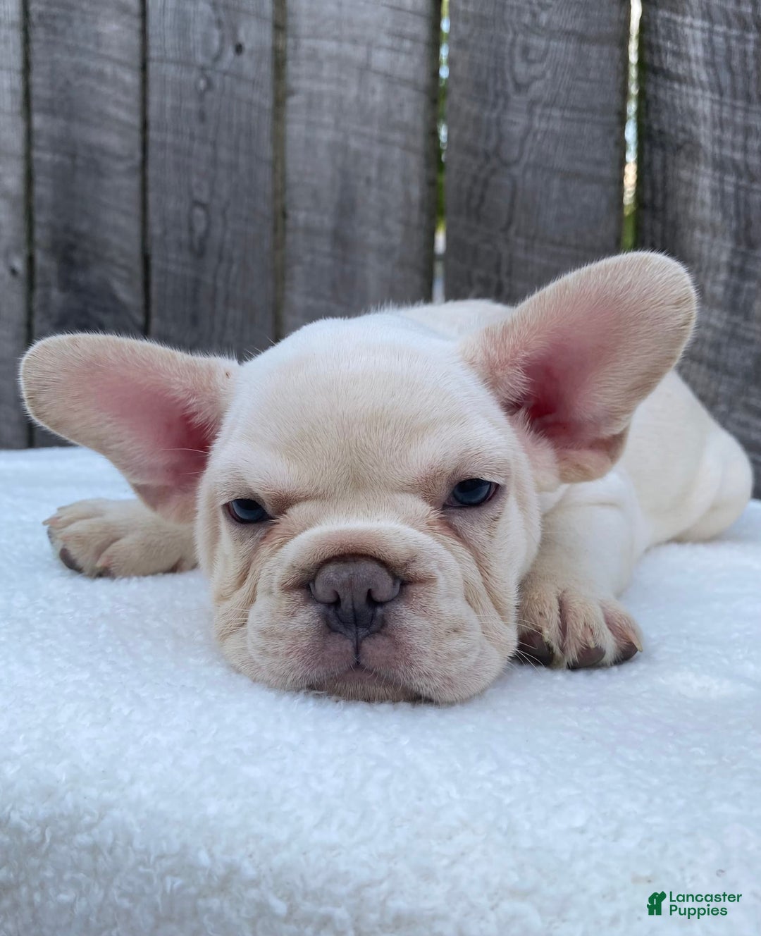 French Bulldog dogs for sale: Drew - Image 4