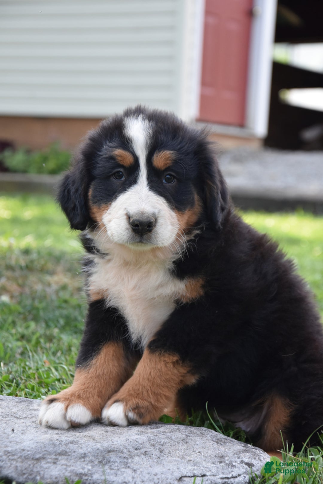 Bernese Mountain Dog dogs for sale: Rosie - Image 2