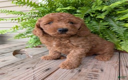 Mini Goldendoodle dogs for sale: Mini -kobe - Image 32