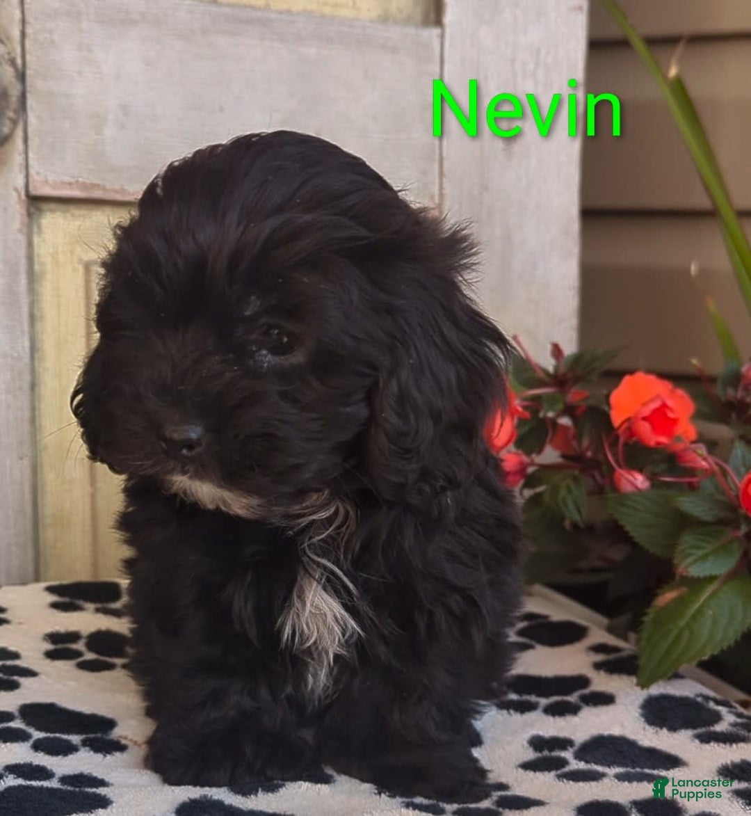 Shih Tzu dogs for sale: Nevin - Image 4