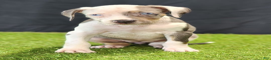 Diamond 2025 F1