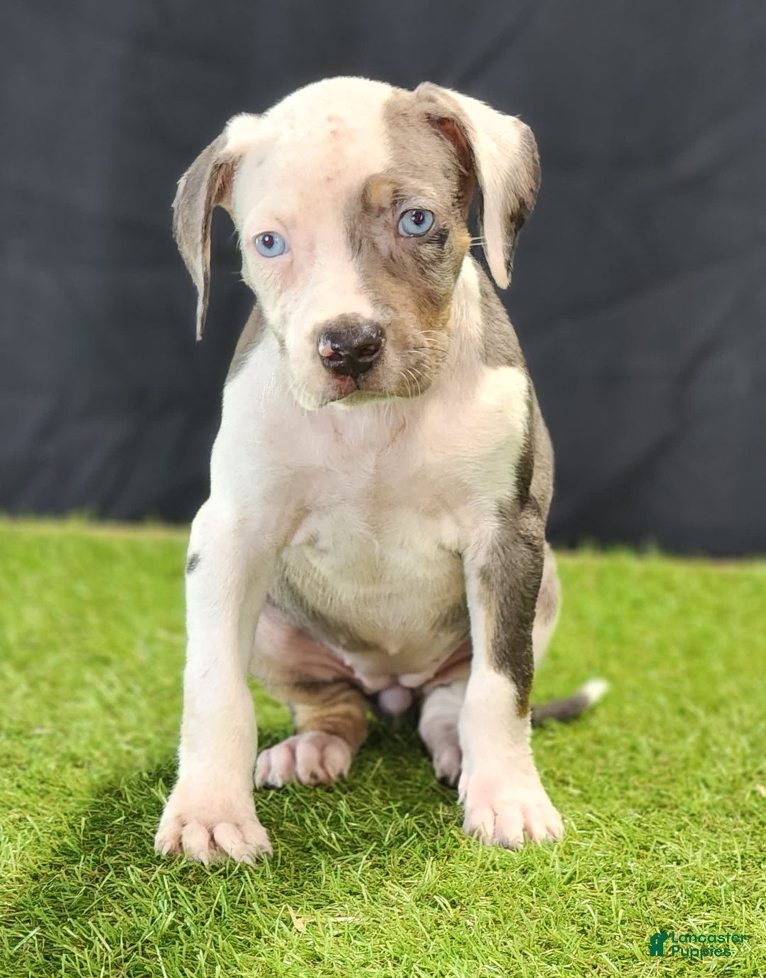 Catahoula Leopard Dog dogs for sale: Diamond 2025 F1 - Image 1