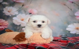 Bichon Frise dogs for sale: Jesse - Image 7