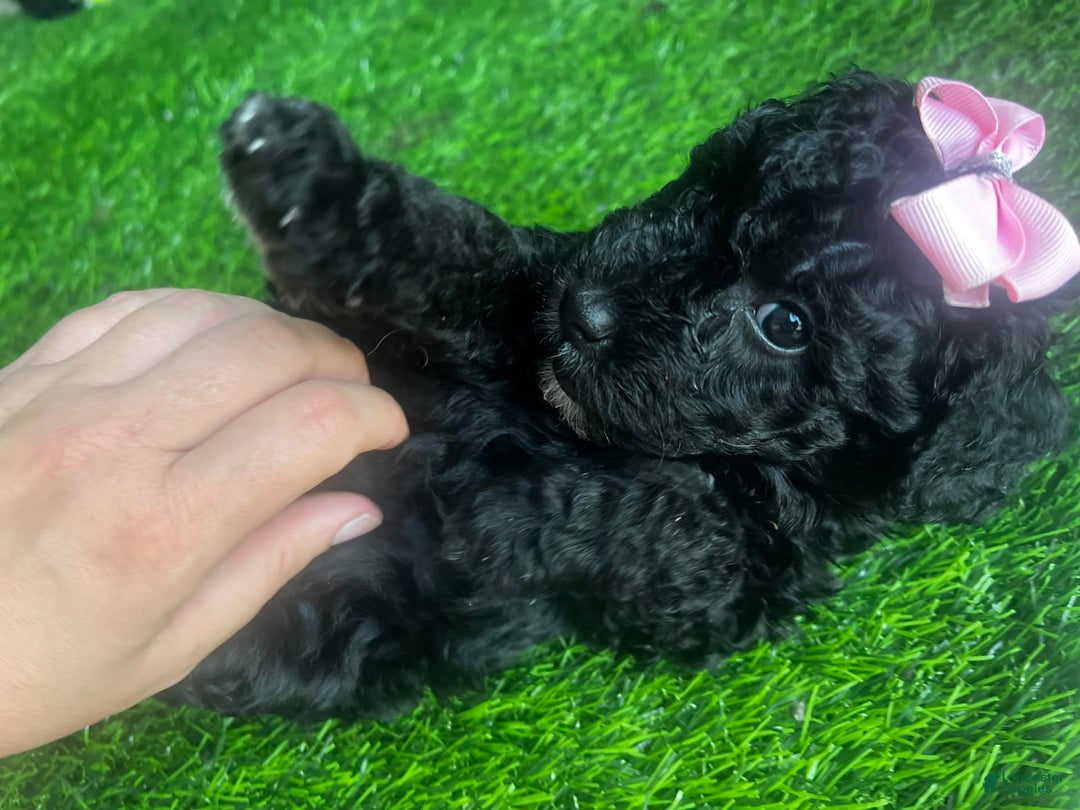 Aussiedoodle dogs for sale: Luna - Image 4