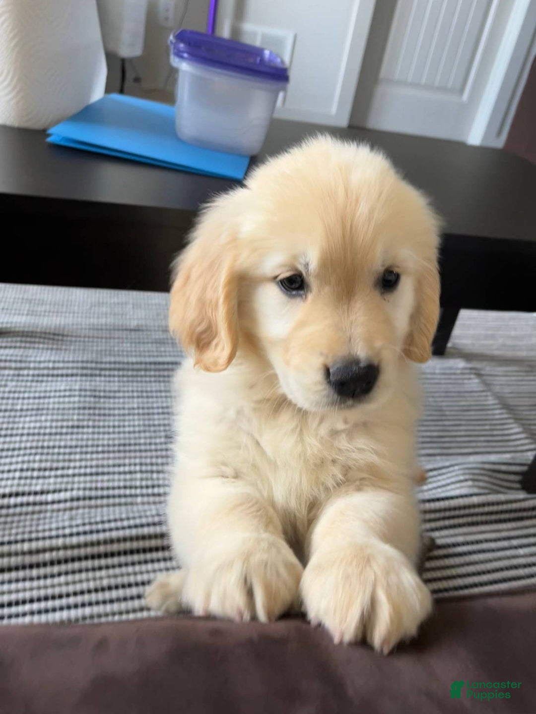 Golden Retriever dogs for sale: Chipi - Image 5