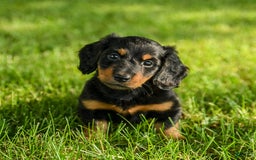 Miniature Dachshund dogs for sale: Coco - Image 3