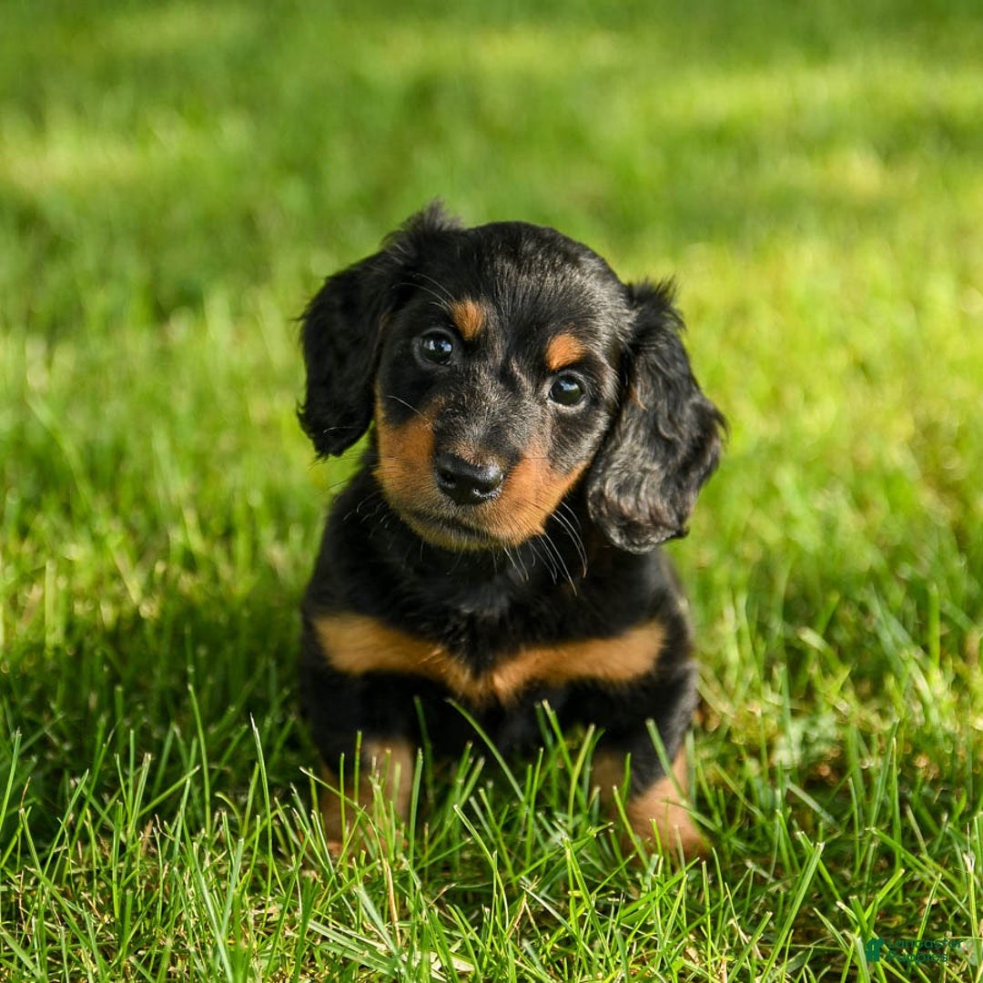 Miniature Dachshund dogs for sale: Coco - Image 3