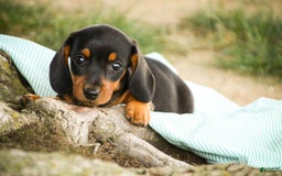 Miniature Dachshund dogs for sale: Heidi - Image 12
