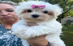 Maltese dogs for sale: Emmas Girl - Image 4