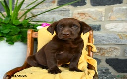 Labrador Retriever dogs for sale: Labrador Retriever 4 puppies - Image 2