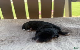 Bernedoodle dogs for sale: 13 - Image 1