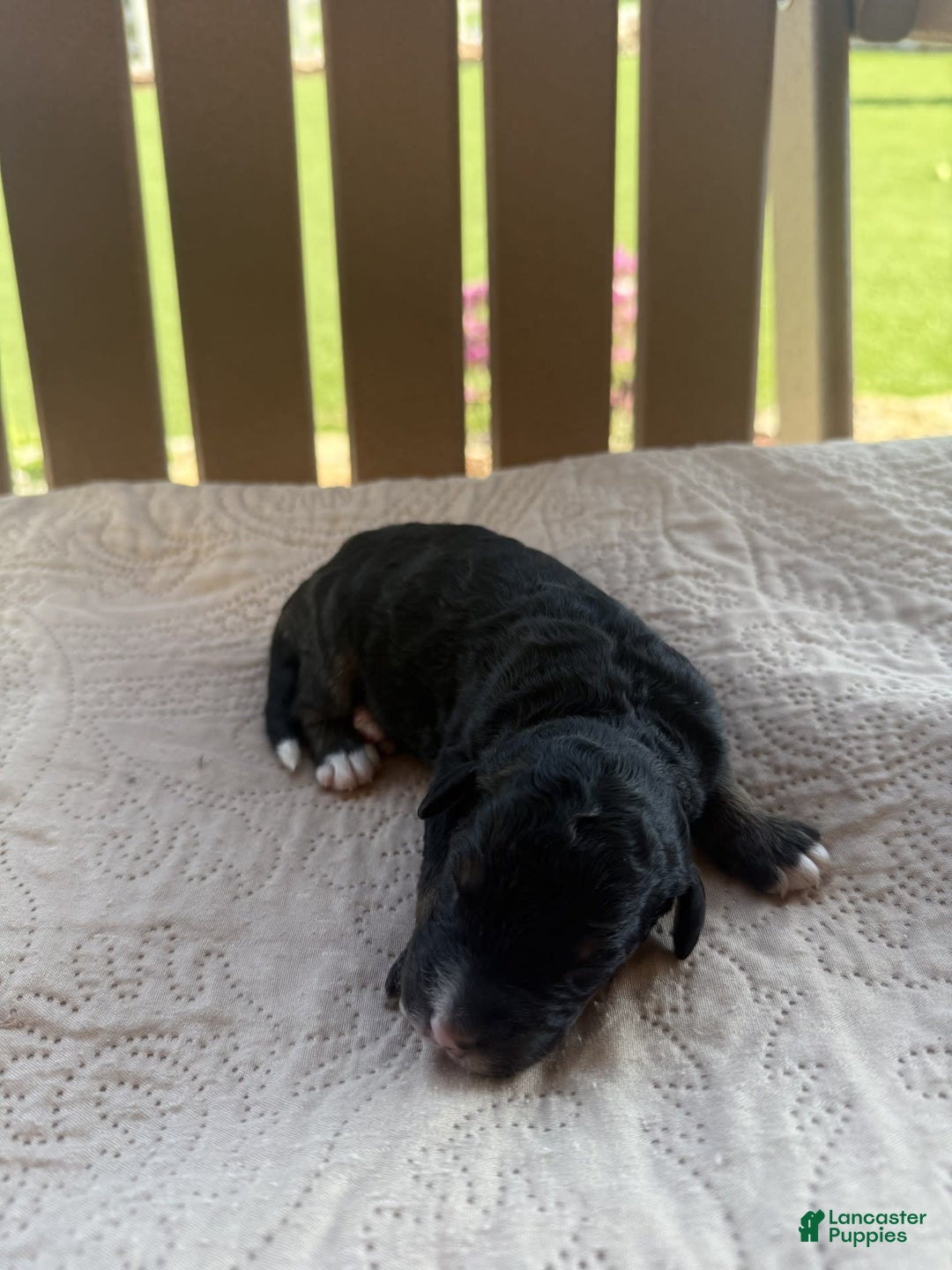 Bernedoodle dogs for sale: 13 - Image 1