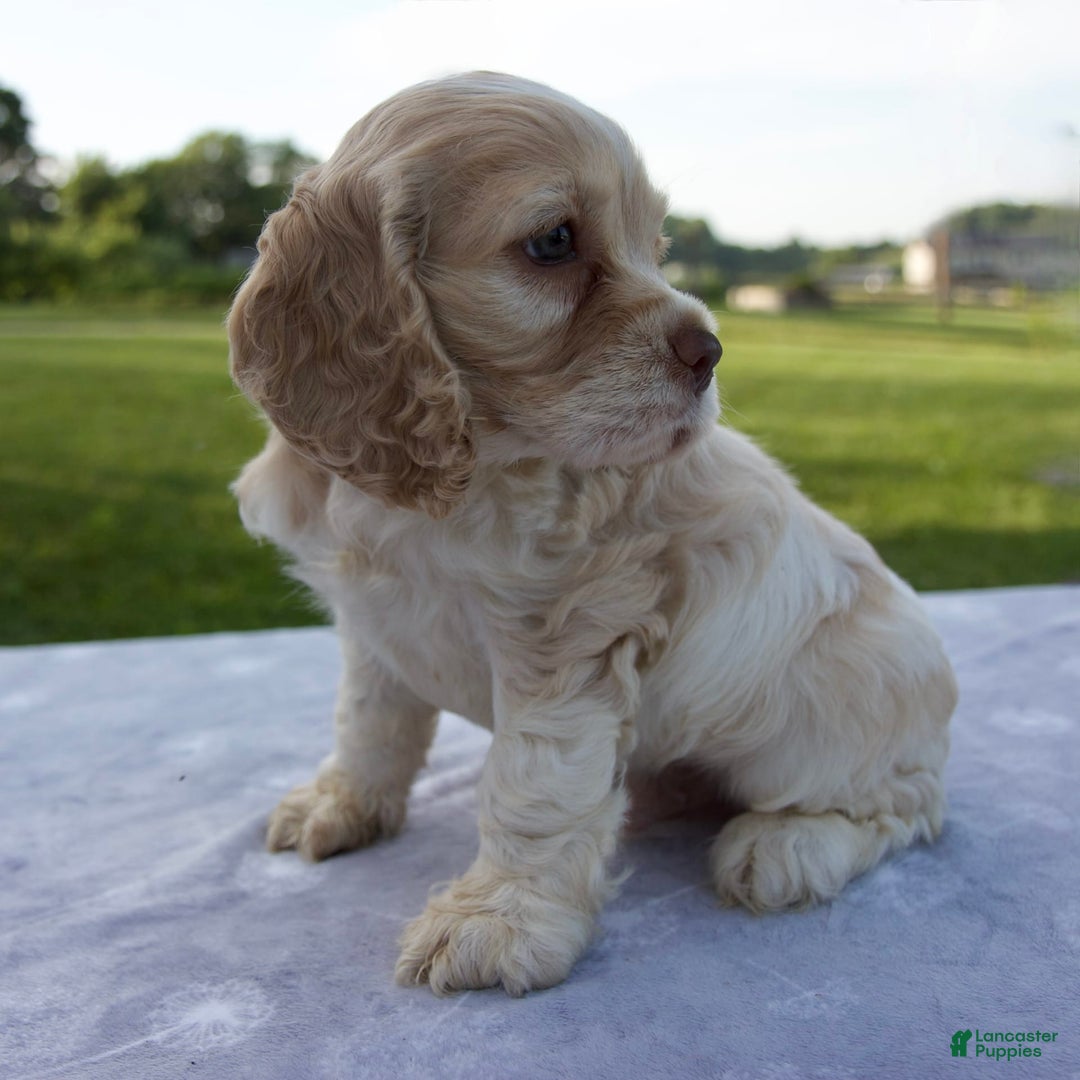 Cocker Spaniel dogs for sale: Star - Image 3