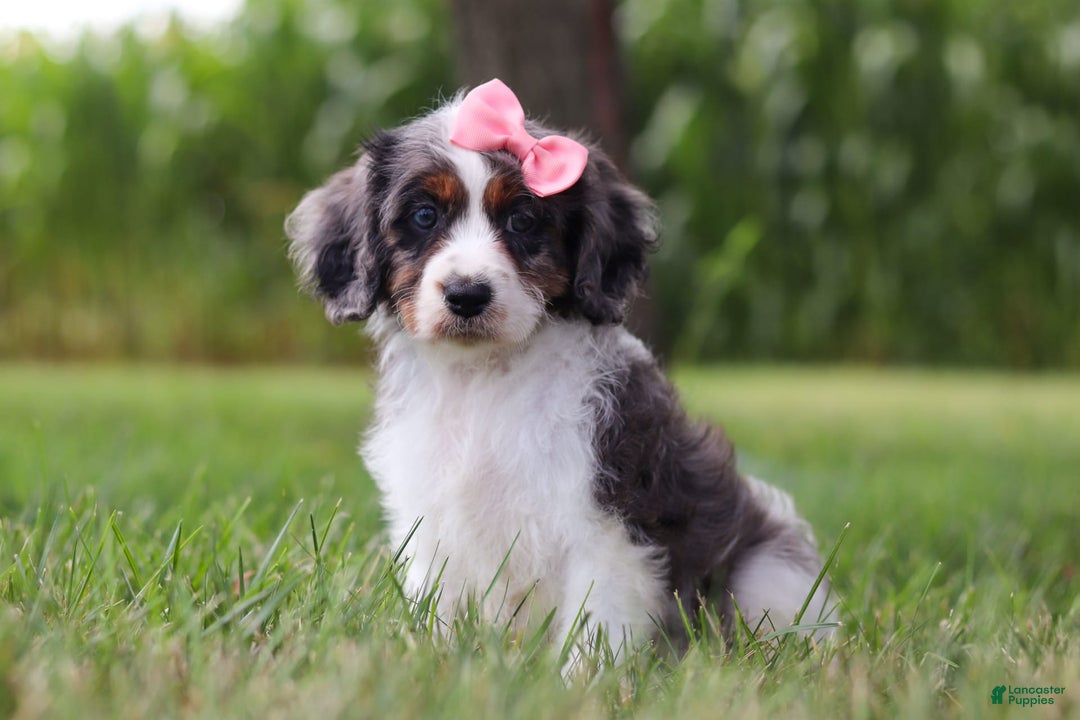 Cavapoo dogs for sale: Grace - Image 2