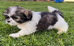 Shih Tzu dogs for sale: Cupcake - Image 5