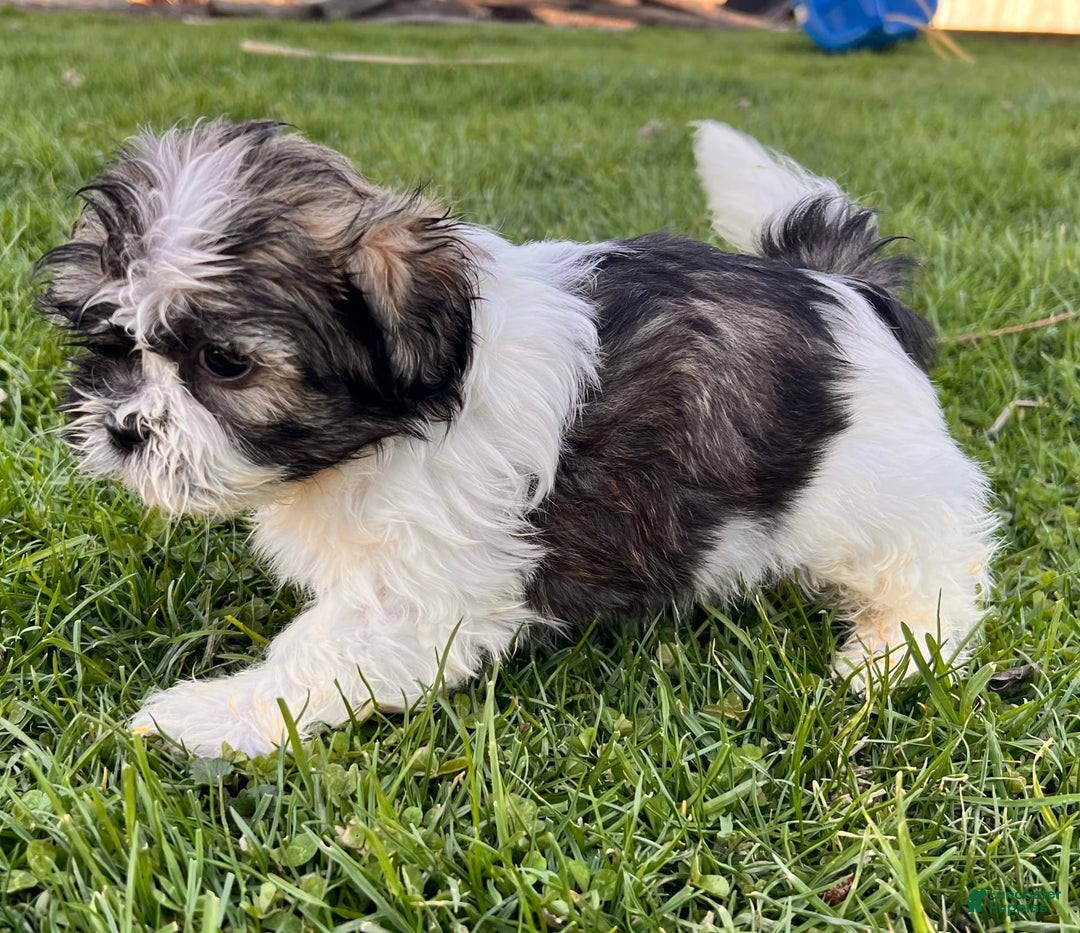 Shih Tzu dogs for sale: Cupcake - Image 5