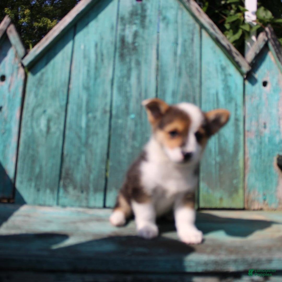 Welsh Corgi Pembroke dogs for sale: Leo - Image 4