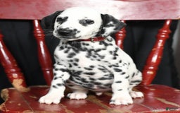 Dalmatian dogs for sale: Cole - Image 3