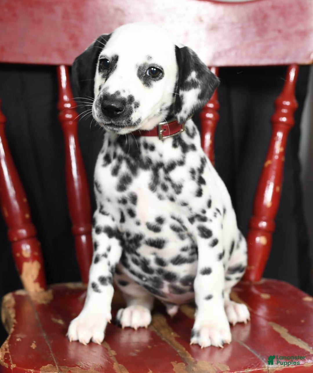 Dalmatian dogs for sale: Cole - Image 3
