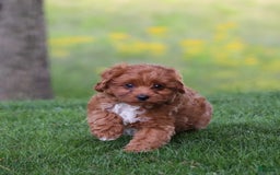 Cavapoo dogs for sale: Dora - Image 7