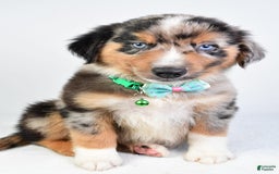 Miniature Australian Shepherd dogs for sale: Skylar - Image 6