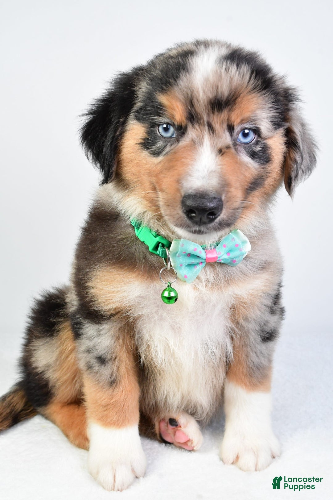 Miniature Australian Shepherd dogs for sale: Skylar - Image 6